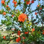 公寓 Lotus Sea View 里科索翁