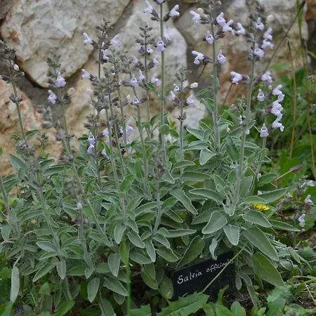 Lotus Sea View Apartmán